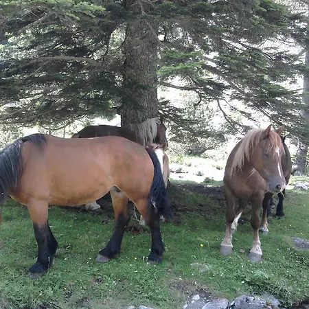 Appartements Cauterets Cauterets
